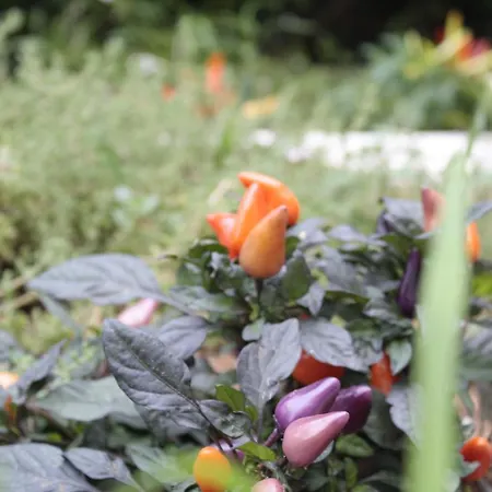 度假居 Casina Elio *