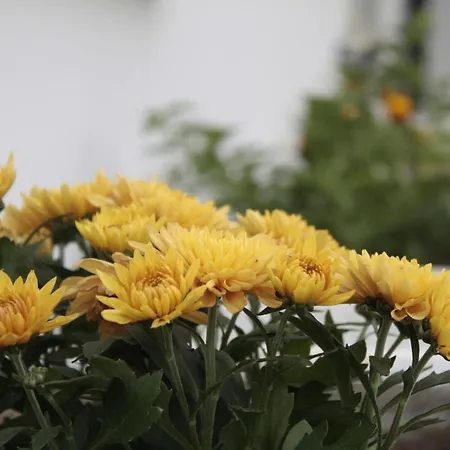 Casina Elio - Charming With Private Garden & Parking