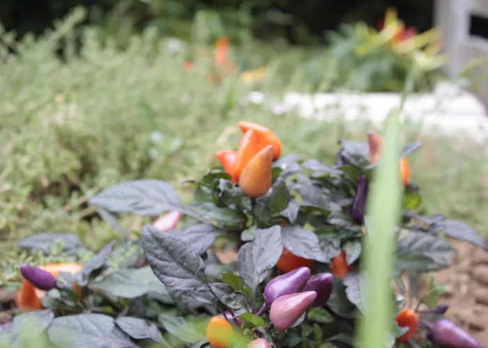 Дом отдыха Casina Elio *